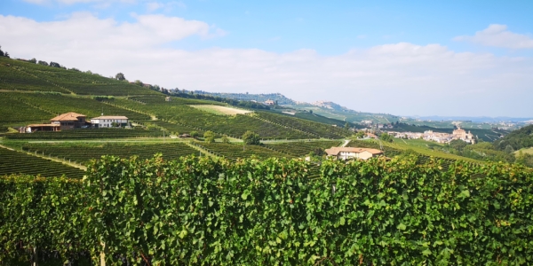 Vineyard - Piemonte